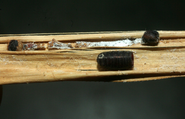 Figura 9. Pupario de la familia (Tachininae) <i>Chrysotachina</i> Wood24, color café, mide 6 mm aproximadamente; moscas parasitas en larva <i>Corticea corticea</i> (Hesperiidae), Voucher: 07-SRNP-65566-DHJ462165.jpg.