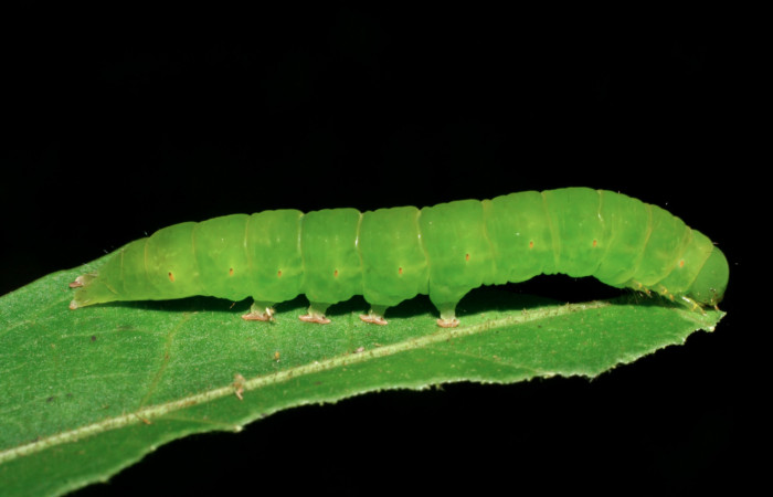 Fig.5  Vista lateral de larva <i>Massala</i> obvertensDHJ02, (Erebidae) se colectó 13 de julio 2007, Sector Mundo Nuevo, Sendero Mora, 480mts. (07-SRNP-58327-DHJ428696.jpg)

