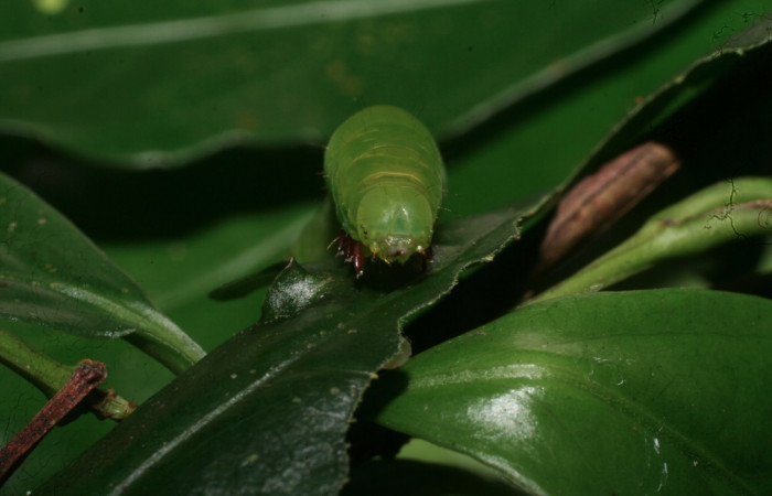 Fig.6 Vista frontal de larva <i>Massala</i> obvertensDHJ02, (Erebidae) se colectó 06 de novienbre 2011, Sector Mundo Nuevo, Vado Ocotea, 565mts.(11-SRNP-57221-DHJ491921.jpg)