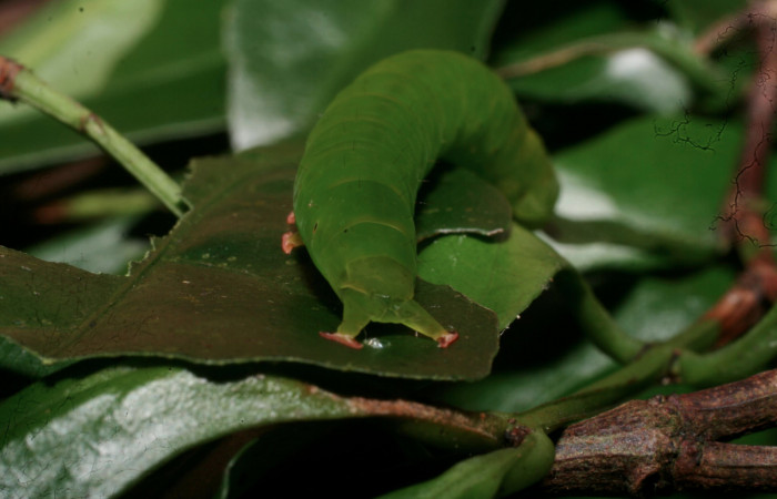 Fig.7 Vista trasera de larva <i>Massala</i> obvertensDHJ02, (Erebidae) se colectó 06 de novienbre 2011, Sector Mundo Nuevo, Vado Ocotea, 565mts. (11-SRNP-57221-DHJ491922.jpg).