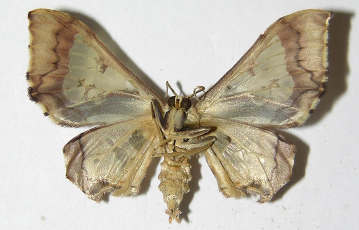 Figura 8. Adulto de <i>Pseudasellodes</i> fenestrariaDHJ02 (Geometridae), macho vista ventral, localidad San Antonio, Sector Del Oro ACG (335m). Voucher: 05-SRNP-21991-DHJ325249.jpg.