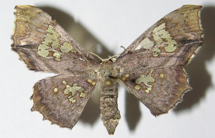 Figura 5. Adulto de <i>Pseudasellodes</i> fenestrariaDHJ02 (Geometridae), hembra vista dorsal, localidad Río Blanco Abajo, Sector San Cristóbal ACG (500m). Voucher: 05-SRNP-3358-DHJ325246.jpg.