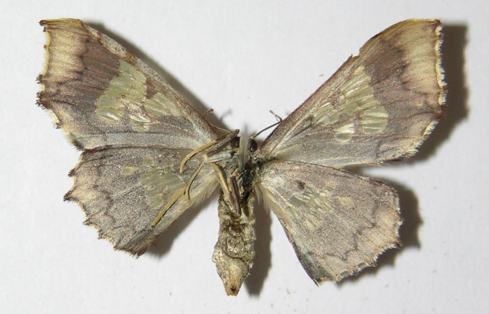 Figura 6. Adulto de <i>Pseudasellodes</i> fenestrariaDHJ02 (Geometridae), hembra vista ventral, localidad Río Blanco Abajo, Sector San Cristóbal ACG (500m). Voucher:05-SRNP-3358-DHJ325247.jpg.