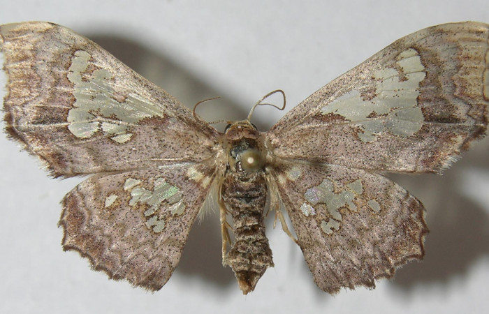 Figura 10. Adulto de <i>Pseudasellodes</i> fenestrariaDHJ01 (Geometridae), vista dorsal, localidad Estación Los Almendros, Sector El Hacha ACG (290m). Voucher: 12-SRNP-21292-DHJ565684.jpg.