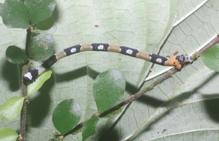 Figura 2. Larva <i>Pseudasellodes</i> fenestrariaDHJ02 (Geometridae), penúltimo estadío (PU) vista lateral, localidad Flecha, Sector Rincón Rain Forest ACG (491m). Voucher: 18-SRNP-80960-DHJ715989.jpg.