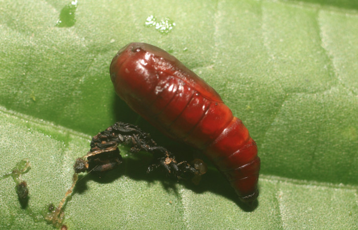 Figura 4. Pupa de <i>Pseudasellodes</i> fenestrariaDHJ02 (Geometridae), vista dorsal, localidad Flecha, Sector Rincón Rain Forest ACG (491m). Voucher: 18-SRNP-80960-DHJ753262.jpg.