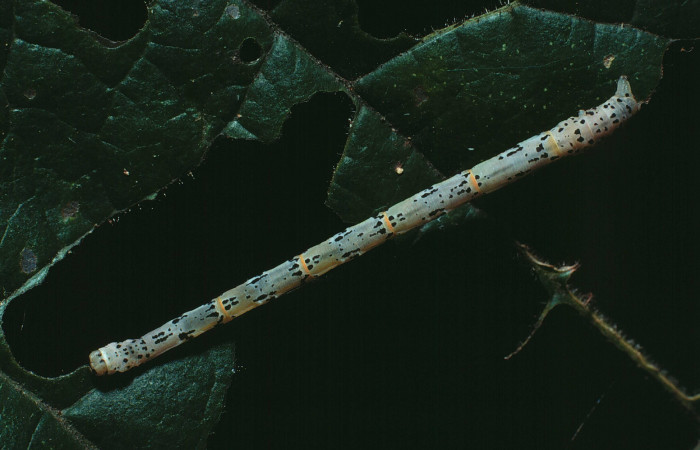 Figura 9. Larva <i>Pseudasellodes</i> fenestrariaDHJ01 (Geometridae), último estadío (U) vista dorsal, localidad Area Administrativa, Sector Santa Rosa ACG (295m). Voucher: 83-SRNP-1133-DHJ5993.jpg.