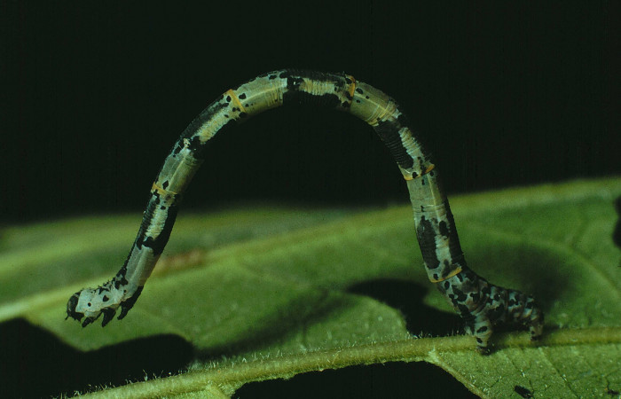Figura 11. Larva <i>Pseudasellodes</i> fenestrariaDHJ03 (Geometridae), último estadío (U) vista lateral, localidad Quebrada duende, Sector Santa Rosa ACG (280m). Voucher: 90-SRNP-2130-DHJ13283.jpg.
