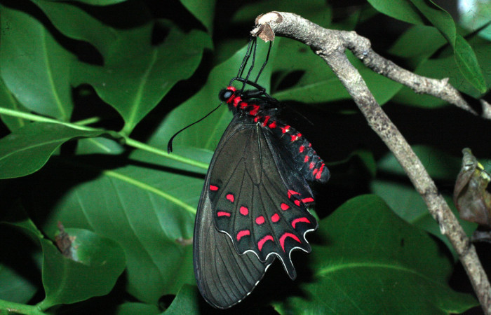 Fig. 13 Adulto de <i>Parides photinus</i> (Papilionidae) (18-SRNP-20169-DHJ710969). 15 de Mayo 2018, Cañon Rio Mena Sector Del Oro.