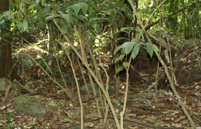 Fig. 14 Arbustos de <i>Aristolochia arborea</i> (Aristolochiacea). 06 de Abril 2018, Cañon Rio Mena Sector Del Oro.