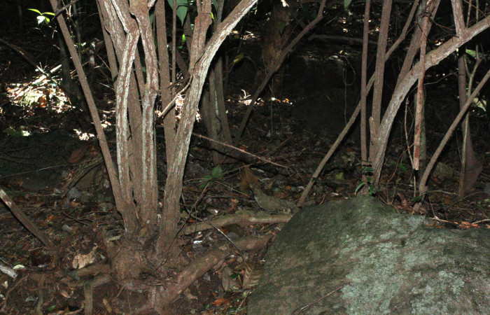 Fig. 15 Tallos de <i>Aristolochia arborea</i> (Aristolochiacea). 16 de Abril 2018, Cañon Rio Mena Sector Del Oro.