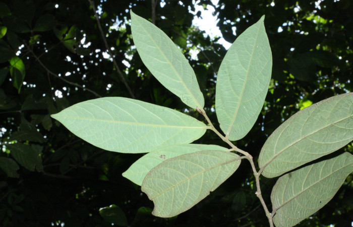 Fig. 17 Envez de hojas <i>Aristolochia arborea</i> (Aristolochiacea). 16 de Abril 2018, Cañon Rio Mena Sector Del Oro, 06 de Abril 2018. Cañón Rio Mena Sector Del Oro.