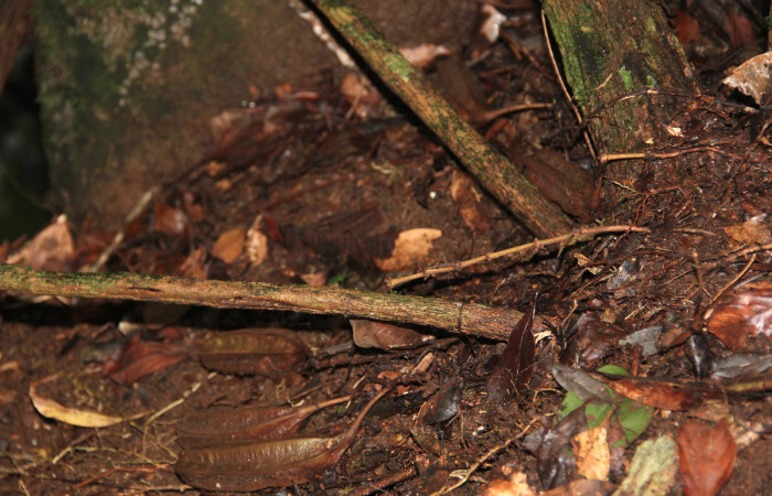 Fig. 18 Frutos de <i>Aristolochia arborea</i> (Aristolochiacea). 08 de Noviembre 2018, Cañon Rio Mena Sector Del Oro.