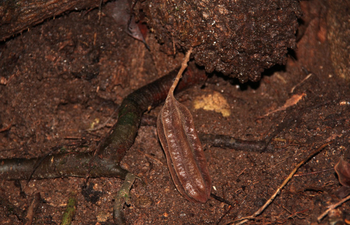 Fig. 19 Frutos de <i>Aristolochia arborea</i> (Aristolochiacea). 08 de Noviembre 2018, Cañón Rio Mena Sector Del Oro.