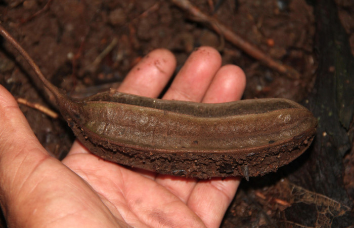 Fig. 21 Fruto de <i>Aristolochia arborea</i> (Aristolochiacea). 08 de Noviembre 2018, Cañón Rio Mena Sector Del Oro.