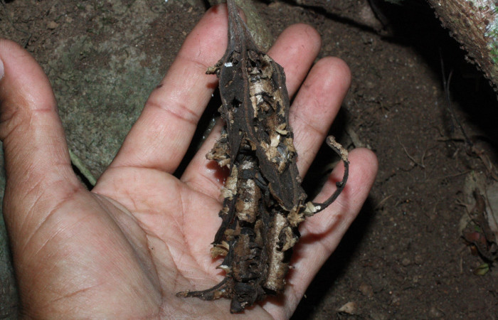 Fig. 22 Fruto seco después de haber dejado caer sus semillas al suelo, <i>Aristolochia arborea</i> (Aristolochiacea). 13 de Abril 2018, Cañon Rio Mena Sector Del Oro.
