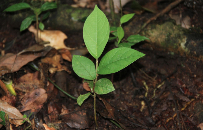 Fig. 25 Plantita de <i>Aristolochia arborea</i> (Aristolochiacea). 08 de Noviembre 2018, Cañón Rio Mena Sector Del Oro.