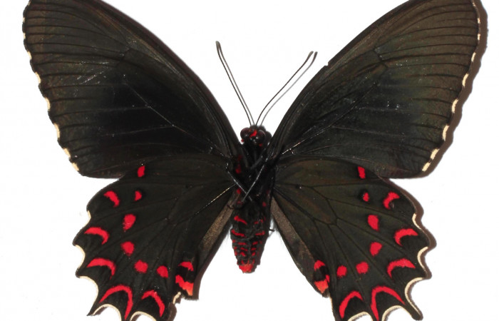 Fig. 2 Vista ventral de <i>Parides photinus</i> (Papilionidae) (17-SRNP-20592-DHJ925667).