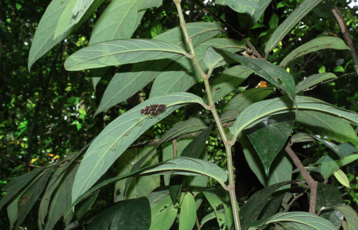 Fig. 6 <i>Parides photinus</i> (Papilionidae), penúltimo estadio (18-SRNP-20156-DHJ710911). 13 de Abril 2018. Cañon Rio Mena Sector Del Oro.