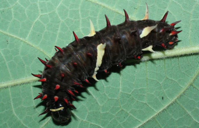 Fig. 7 <i>Parides photinus</i> (Papilionidae) en último estadio (18-SRNP-20158-DHJ710933). 24 de Abril 2018, Cañon Rio Mena Sector Del Oro.