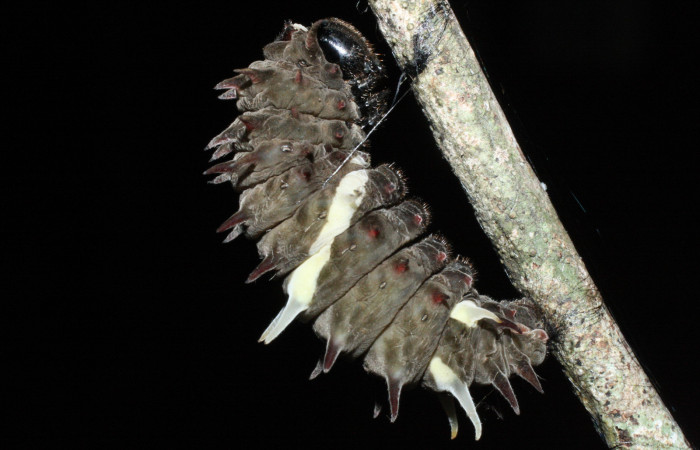 Fig. 9  Prepupa de <i>Parides photinus</i> (Papilionidae) (18-SRNP-20114-DHJ710959). 27 de Abril 2018, Cañon Rio Mena Sector Del Oro.
