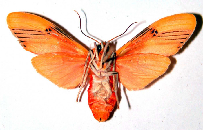 Fig. 2 Adulto <i>Lepidokirbyia vittipes</i> (Erebidae), vista ventral mide 34mm. Area Administrativa, Sector Santa Rosa, 295m. 91-SRNP-1889-DHJ39093.