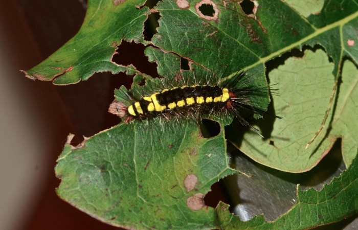Fig. 3 Larva <i>Lepidokirbyia vittipes</i> (Erebidae), vista dorsal. Area Administrativa, Sector Santa Rosa, 295m. 13-SRNP-10514-DHJ499063.jpg.