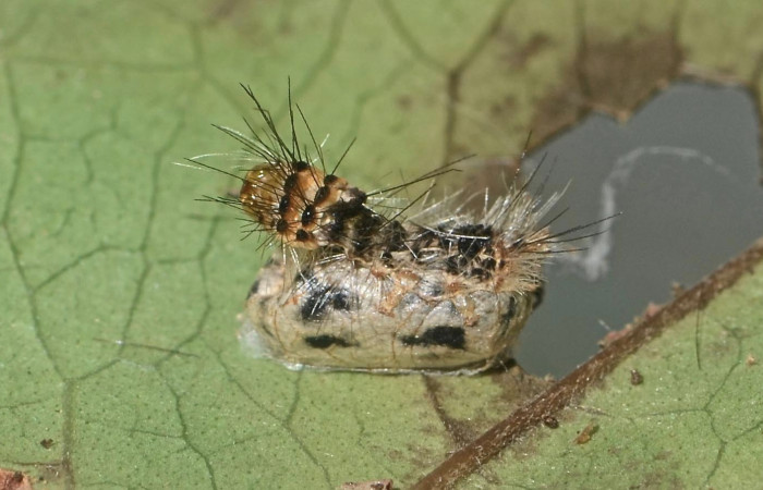 Fig. 6 Parasito (Ichneumonidae) de larva <i>Lepidokirbyia vittipes</i> (Erebidae), vista dorsal. mide 23mm.Area Administrativa, Sector Santa Rosa, 680m. 13-SRNP-10514-DHJ499062.jpg