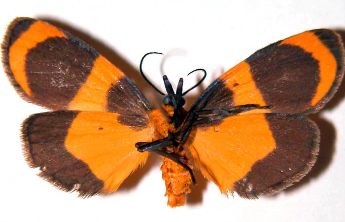 Fig. 2 Posición ventral hembra <i>Eudesmia menea</i> (Erebidae), individuo colectado en estado de oruga comiendo musgo sobre la corteza de un tronco, el 21 de Junio 1984 en Quebrada Costa Rica, Sector Santa Rosa. (84-SRNP-929-DHJ39041).