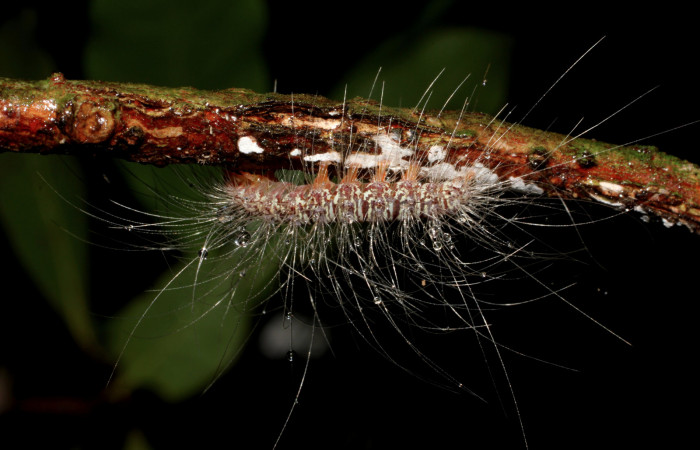 Fig. 6 Último estadio de la oruga <i>Eudesmia menea</i> (Erebidae) alimentándose de líquenes sobre una rama,29 de Agosto 2011 Área Administrativa Sector Santa Rosa ACG. (11-SRNP-13032-DHJ494146).