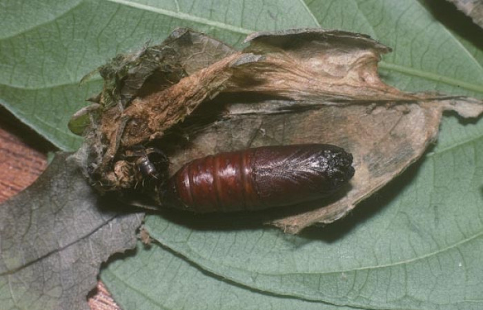 Figura 6. Detalle de pupa <i>Lacosoma</i> janzen03 (Mimallonidae).(05-SRNP-55296-DHJ89293.jpg)