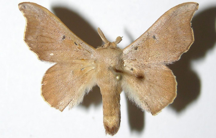 Figura 14. Adulto (macho), <i>Lacosoma maldera</i> (Mimallonidae). (06-SRNP-55524- DHJ335592).