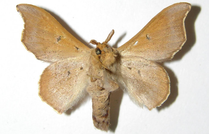 Figura 15. Adulto (macho), <i>Lacosoma maldera</i> (Mimallonidae). (06- SRNP-55524-DHJ335593).