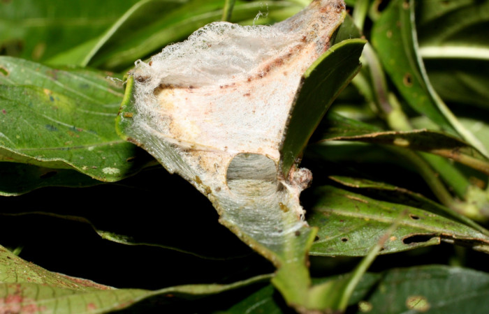 Figura 11. Detalle de refugio, <i>Lacosoma valera</i> (Mimallonidae). (12-SRNP-35420- DHJ490267).