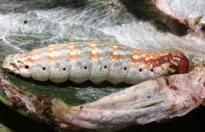 Figura 10. Detalle en último estadío, <i>Lacosoma valera</i> (Mimallonidae). (12- SRNP-35420-DHJ490272).