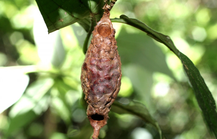 Figura 4. Detalle de refugio, <i>Lacosoma maldera</i> (Mimallonidae). (18-SRNP-35713- DHJ769164).
