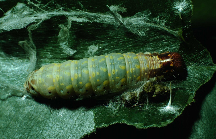 Figura 3. Detalle dorsal, <i>Lacosoma maldera</i> (Mimallonidae). (87-SRNP-1396-DHJ10440).