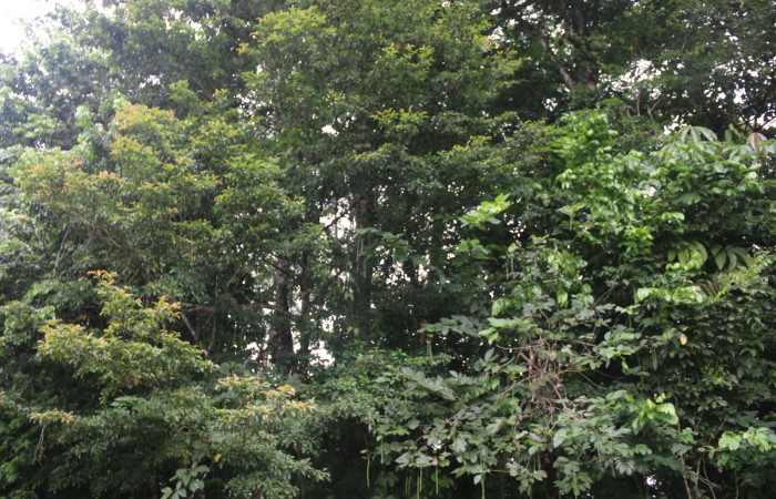 Fig 1. Unas de las planta hospedera donde más se alimenta <i>Lacosoma maldera</i> (Mimallonidae), <i>Manilkara chicle</i> (Sapotaceae). Foto, Minor Carmona, Sendero Camino a Río Niño, Estación Biológica Wege, 01 de Dic 2021.