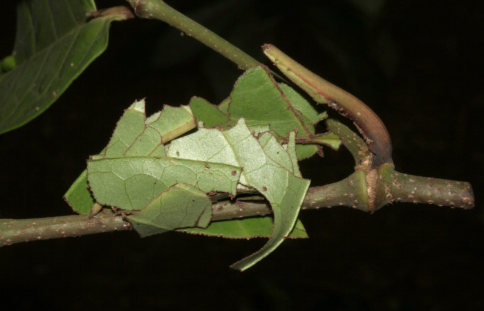  Prepupa de <i>Gonodonta pulverea</i> (Erebidae). Sector Pitilla, Pasmompa. Voucher  18-SRNP-31685-DHJ746980.jpg.