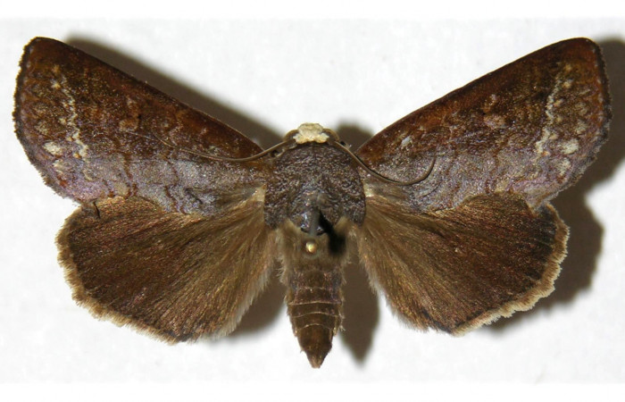  Adulto en posición dorsal de <i>Gonodonta pulverea</i> (Erebidae). Sector Rincon Rain Forest, Camino Río Francia. Voucher  03-SRNP-11136-DHJ312060.