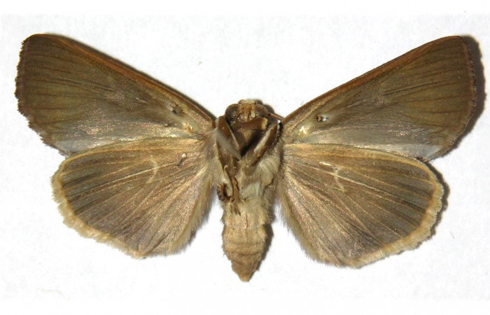  Adulto en posición ventral de <i>Gonodonta pulverea</i> (Erebidae). Sector Rincon Rain Forest, Camino Río Francia. Voucher  03-SRNP-11136-DHJ312061.