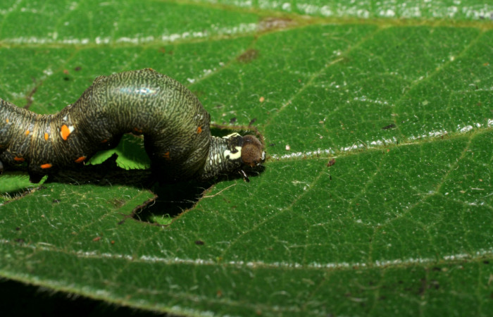  Larva en posición lateral de <i>Gonodonta pulverea</i> (Erebidae), PU estadio. Sector Pitilla, Pasmompa. Voucher  06-SRNP-32975-DHJ416038.jpg.