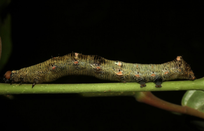  Larva en posición laterall de <i>Gonodonta pulverea</i> (Erebidae), U estadio. Sector Pitilla, Pasmompa. Voucher  18-SRNP-31685-DHJ746829.jpg.