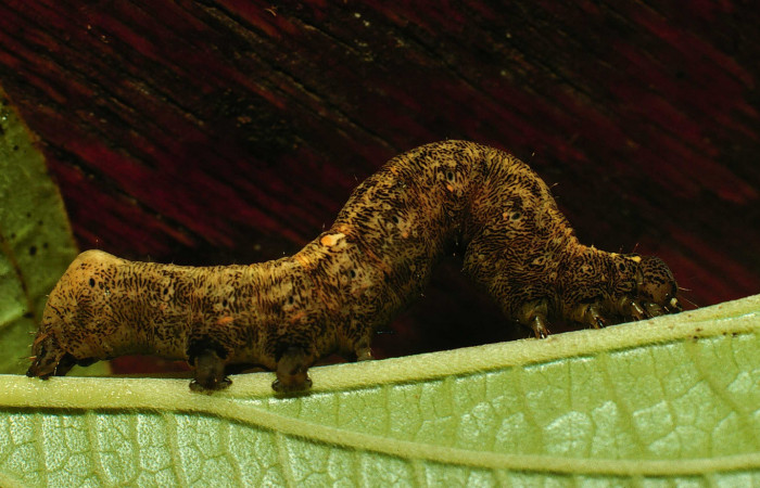  Larva en posición lateral de <i>Gonodonta pulverea</i> (Erebidae), U estadio. Sector San Cristóbal, Limite Viales. Voucher  97-SRNP-6539-DHJ43594.jpg.