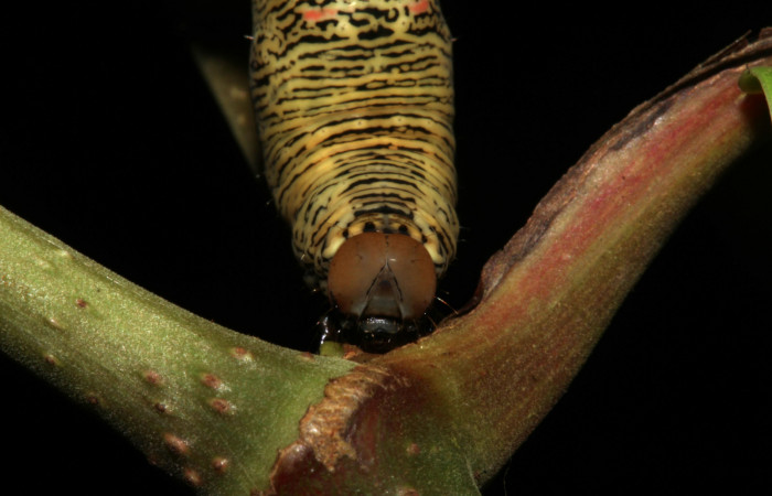  Cabeza en posición frontal de <i>Gonodonta pulverea</i> (Erebidae), U estadio. Sector Pitilla, Pasmompa. Voucher  18-SRNP-31685-DHJ746833.jpg.