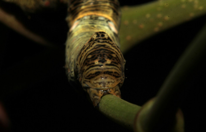  Cola parte trasera de <i>Gonodonta pulverea</i> (Erebidae), U estadio. Sector Pitilla, Pasmompa. Voucher  18-SRNP-31685-DHJ746831.jpg.