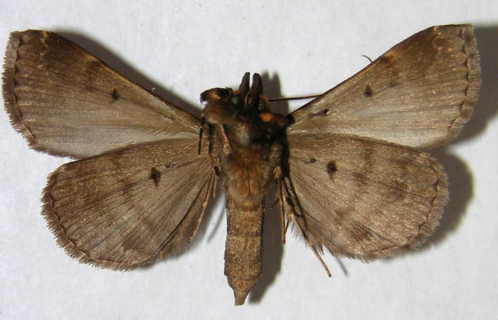 Fig. 26. Macho de <i>Nicetas</i> Poole20 (Erebidae), vista ventral.  Voucher: 01-SRNP-1200-DHJ365537.