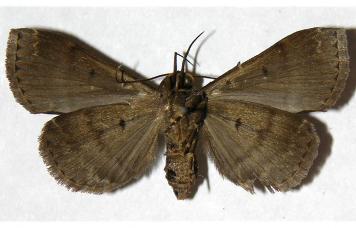 Fig. 28. Hembra de <i>Nicetas</i> Poole20 (Erebidae), vista ventral.  Voucher: 05-SRNP-40499-DHJ316127.