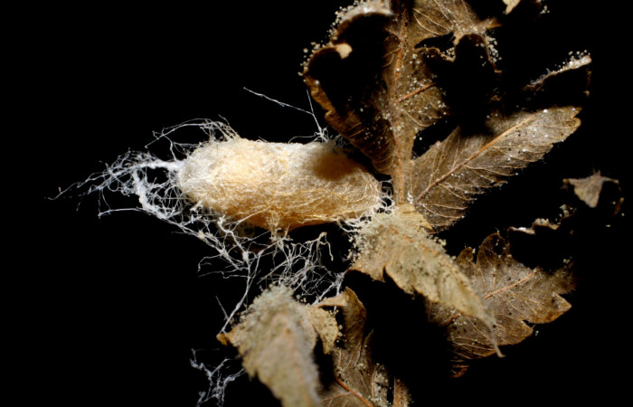 Fig. 15. Capullo de <i>Zelomorpha paulgoldsteini</i> (Braconidae), en larva de <i>Nicetas</i> Poole20 (Erebidae). Voucher: 06-SRNP-43064-DHJ425551.