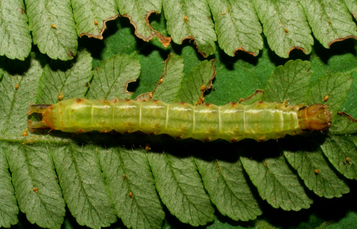 Fig. 8. Larva de <i>Nicetas</i> Poole20 (Erebidae), contrasta su color café en cabeza y espiraculos con los bordes secos de color café en las hojas de planta <i>Cyathea multiflora</i>(Cyatheaceae). Voucher: 08-SRNP-30349-DHJ438419.